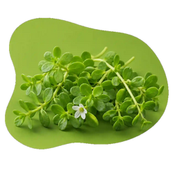 Brahmi