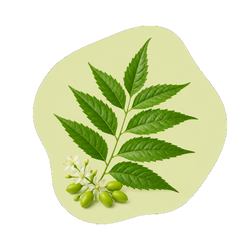 Neem