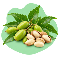 Neem