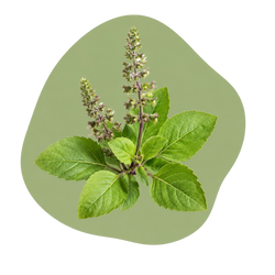 Tulsi Extract