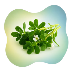 Brahmi